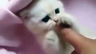 Funny Cute Cat Compilation Funny Cat Videos