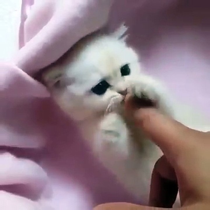 Funny Cute Cat Compilation Funny Cat Videos