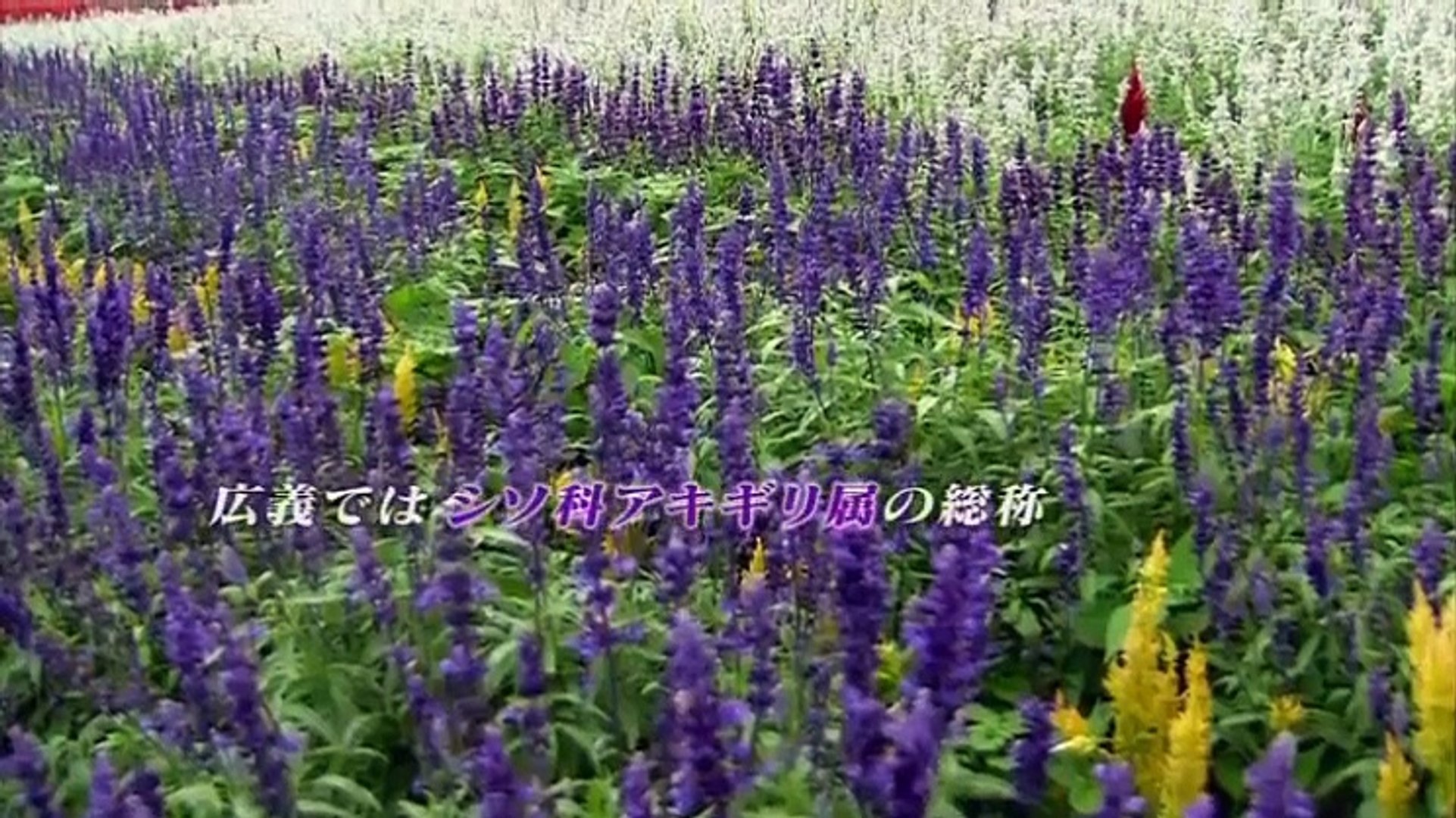 植物男子ベランダー Season3 第6話 Video Dailymotion