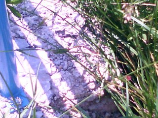 balade avec mon titi le 9 juin 2016