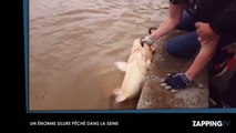 Crue à Paris : Un énorme silure de 25 kilos pêché dans la Seine (Vidéo)