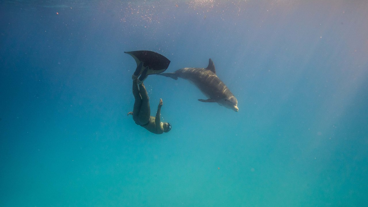 Adrénaline - Apnée : Stéphane Tourreau s'invite avec les dauphins