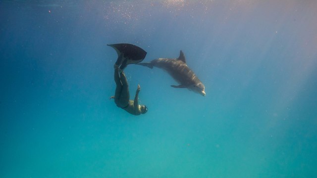 Adrénaline - Apnée : Stéphane Tourreau s'invite avec les dauphins