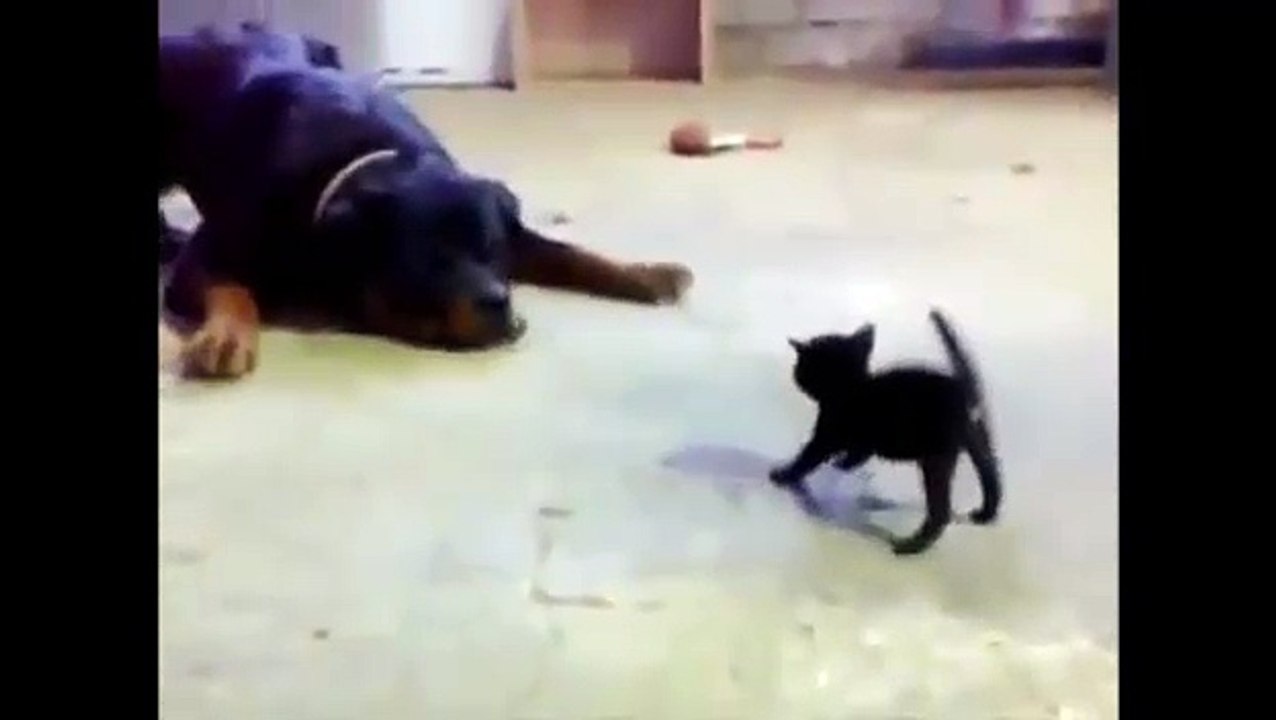 Kitten Vs Dog One on One - Funny Whatsapp Video | WhatsApp Video Funny | Funny Fails | Viral Video