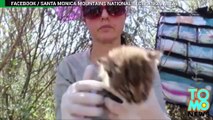 Anak kucing hutan lucu ditemukan melalui GPS - Tomonews