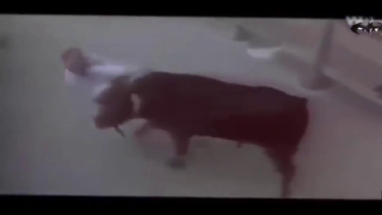 Most Shocking Animal Attacks On Humans - Most Amazing Animal Attacks 2016