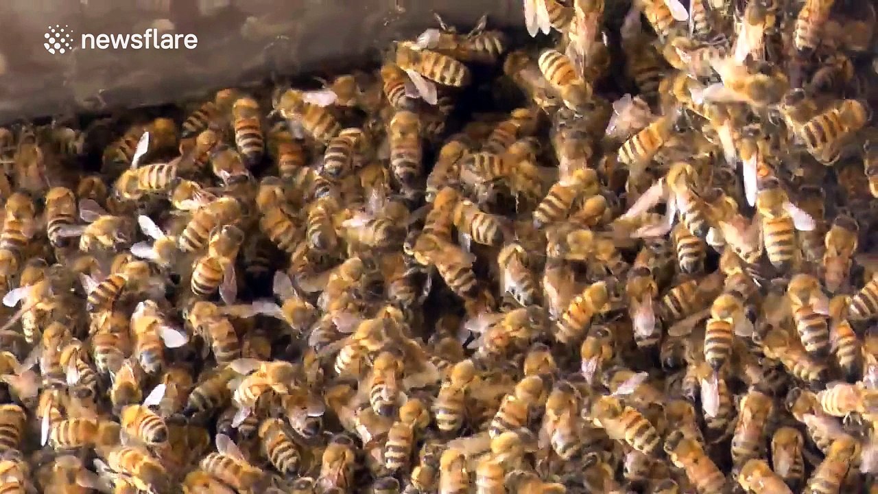 Hundreds of bees invade building in Italy