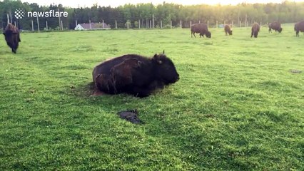 Buffalo tries to roll over but fails