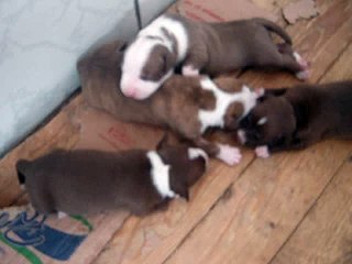 Pit Bull Red Nose Lindos #19