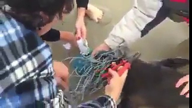 DA NON CREDERE!!! Guardate cosa questi Surfisti trovano in una rete.