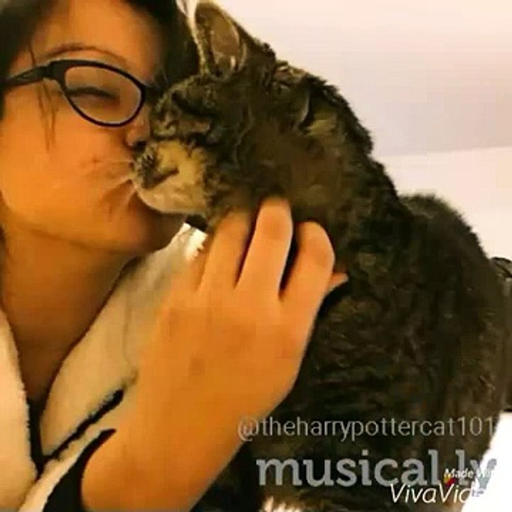Aphmau and cats