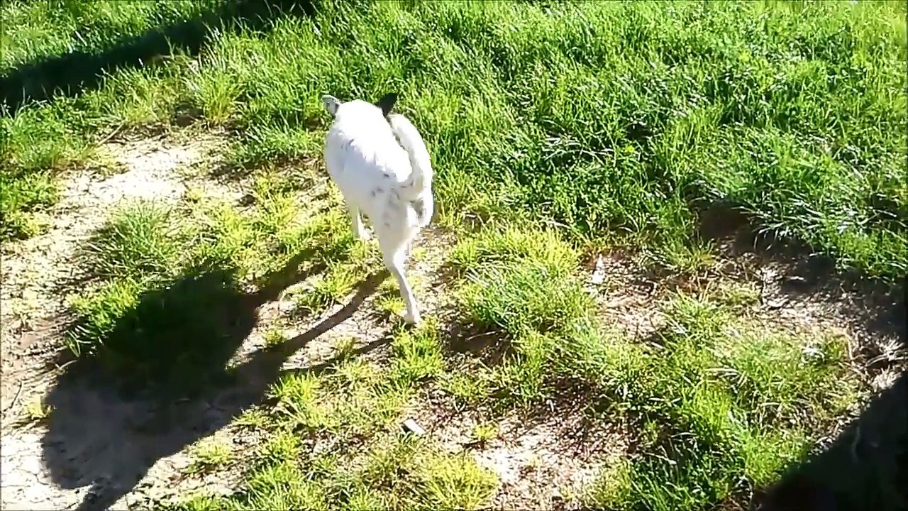 Inverted Antielephant 27 - Kako se ljudi smiju (How people laugh)