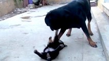 Mamma Rottweiler gioca con il suo Piccolo - AMORE IMMENSO