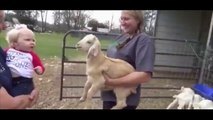 Voici une discussion bien hilarante entre un bébé et un chevreau