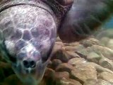 Projeto TAMAR Ubatuba (SP) - Preservando as tartarugas #3 - 26/10/2009