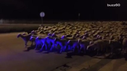 1,000 Sheep Lost and Run Wild in Spain