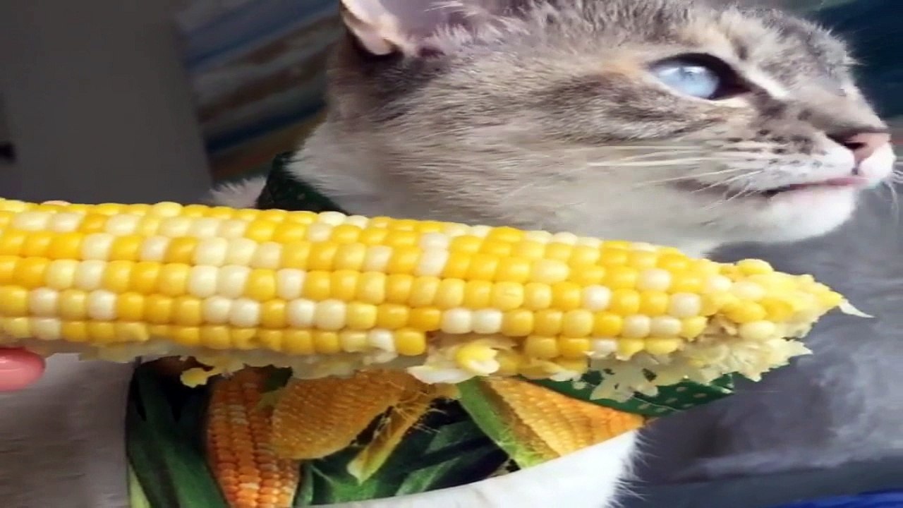 Котик ! А как на счет кукурузки !