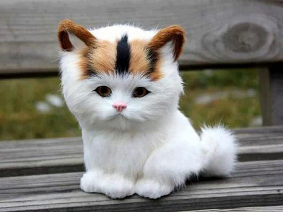 #Cute #Cats #videos of cute #kittens and #funny cat in kitten videos #Compilation(1)