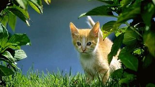 #Cute #Cats #videos of cute #kittens and #funny cat in kitten videos #Compilation(2)