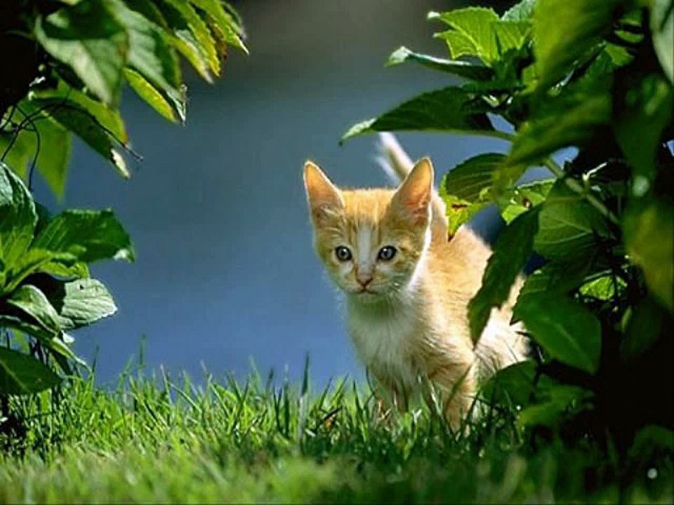 #Cute #Cats #videos of cute #kittens and #funny cat in kitten videos #Compilation(2)