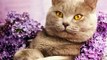 #Cute #Cats #videos of cute #kittens and #funny cat in kitten videos #Compilation(3)