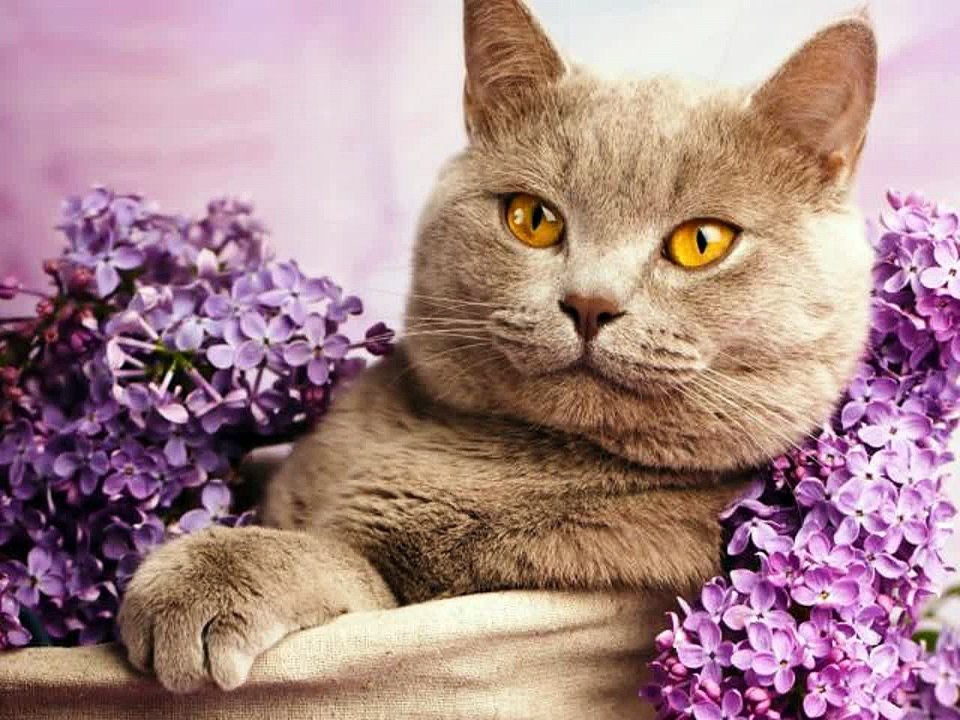 #Cute #Cats #videos of cute #kittens and #funny cat in kitten videos #Compilation(3)