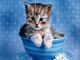 #Cute #Cats #videos of cute #kittens and #funny cat in kitten videos #Compilation(5)