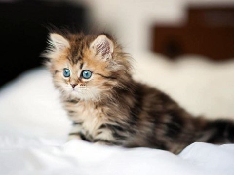 #Cute #Cats #videos of cute #kittens and #funny cat in kitten videos #Compilation