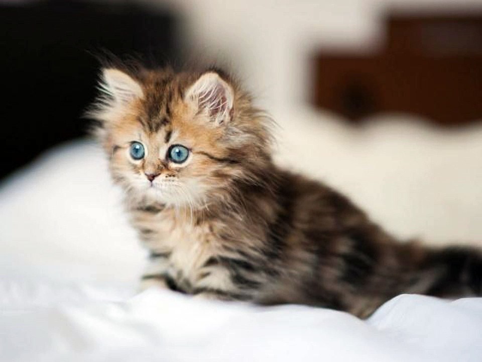 #Cute #Cats #videos of cute #kittens and #funny cat in kitten videos #Compilation