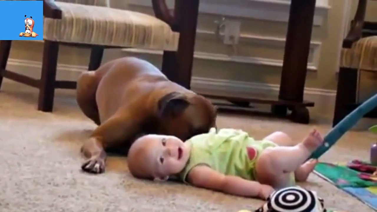 Best Funny Animals & Babies Compilation 2014