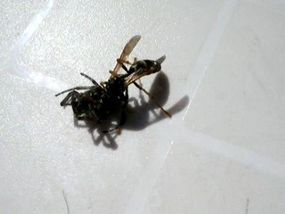 La guêpe mange l'araignée