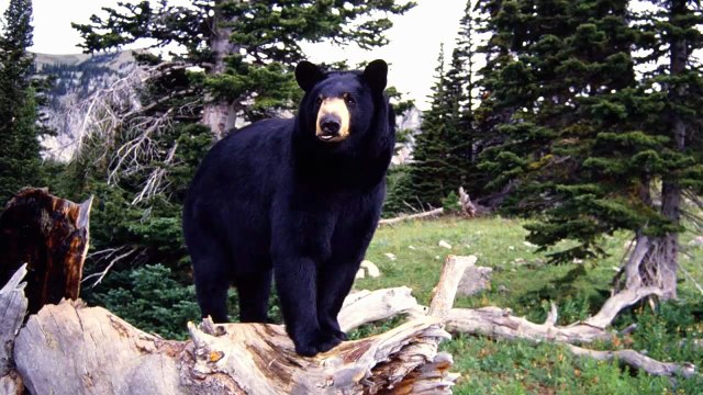 Birds and Animals at Biggest Forest in Africa\ iteck os 00006#