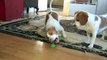 Dog Teaches Puppy How to Play with Lime   Cute Dog Maymo and Penny!