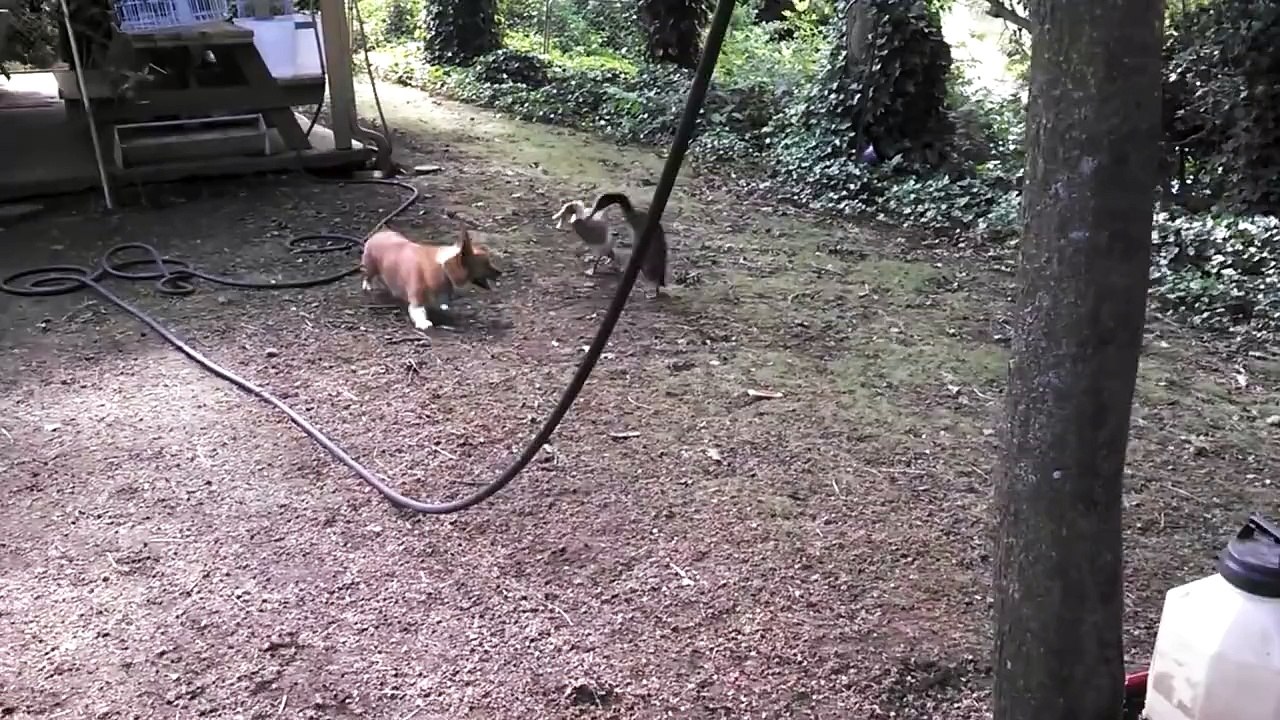 Des Canards Chassés par un chien et c'est drôle