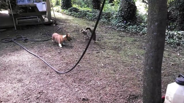 Des Canards Chassés par un chien et c'est drôle