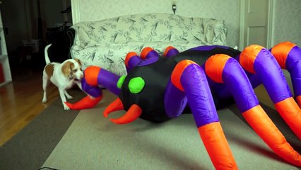 Dog vs. Giant Spider  Cute Dog Maymo