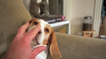 Dog vs. Giant Zombie Hand  Cute Dog Maymo