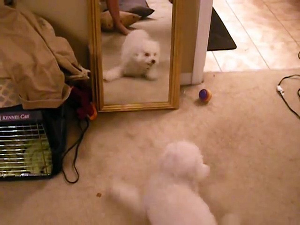 Dog vs. mirror