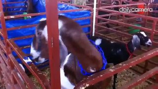 Kids do the milk out in preparation for goat milking contest tomorrow at Boulder County Fairgrounds