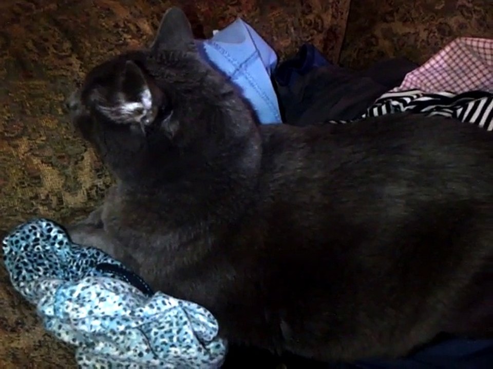 Smokey's Laundry Sitting