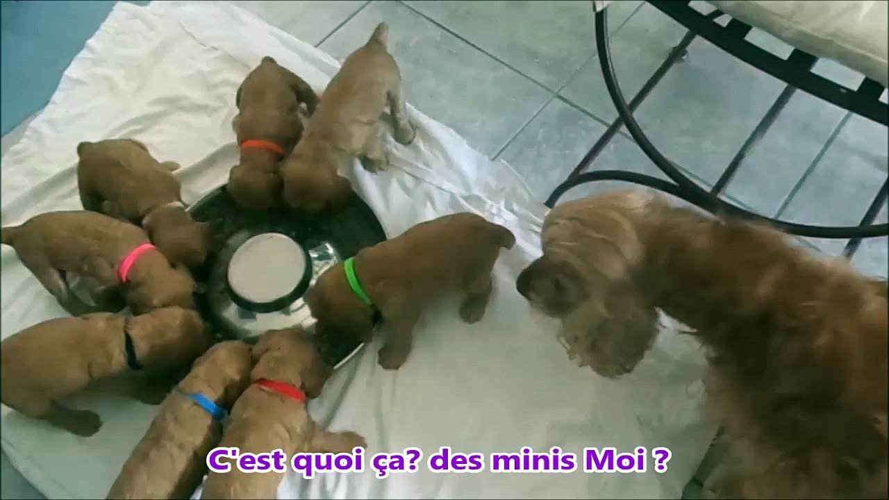 08.06.2016 Didou et ses bébés1