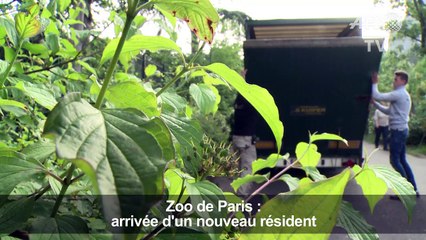 Un nouveau lamantin fait son entrée au zoo de Paris