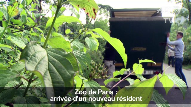 Un nouveau lamantin fait son entrée au zoo de Paris