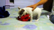 Legacy French Bulldogs 10-week-old' 