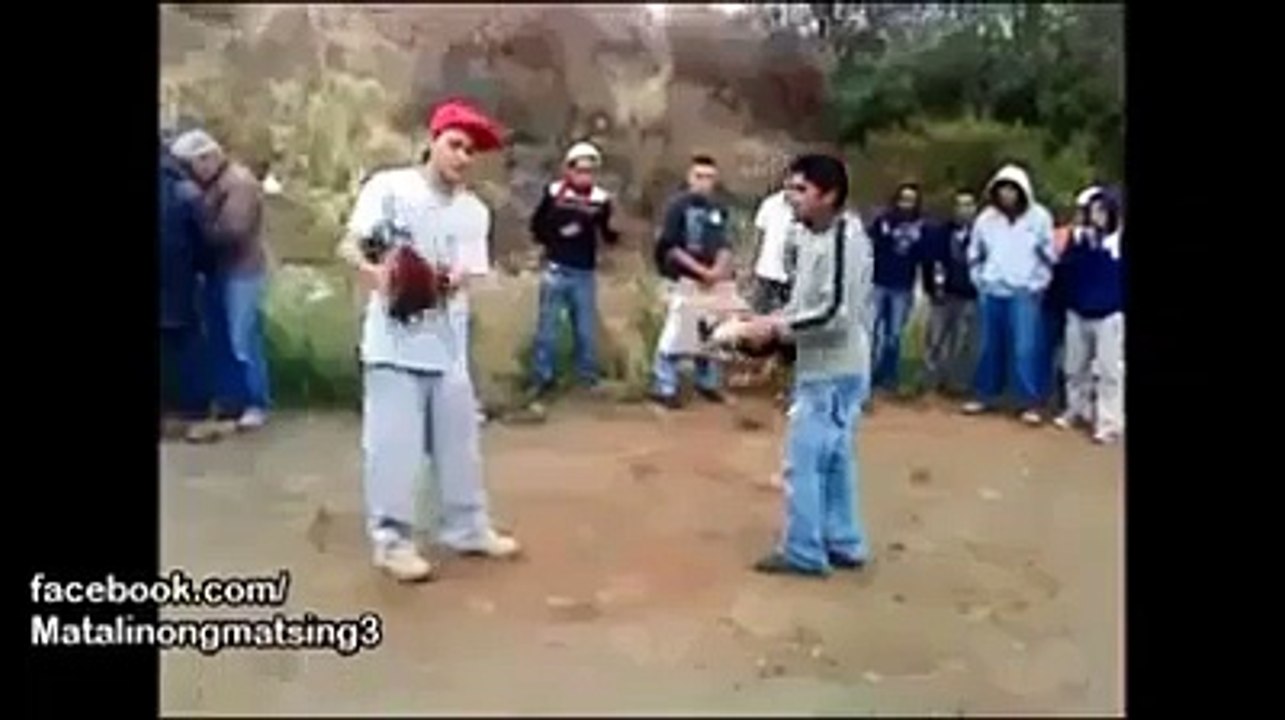 Roosters Fighting To The Death - Dangerous Roosters Fighting