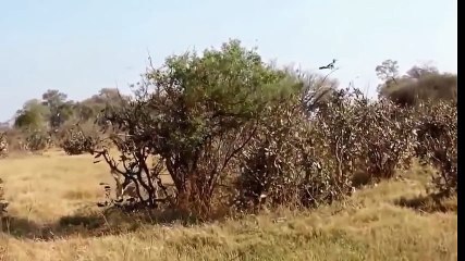 Most Amazing Wild Animal Attacks #12 - Craziest Animal Fights