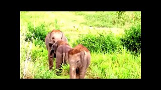 Animals Live in Biggest Forest of Africa \ i tech os 0005#