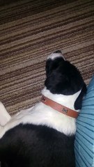 Lab Collie Mix Has Sophisticated Taste in Music