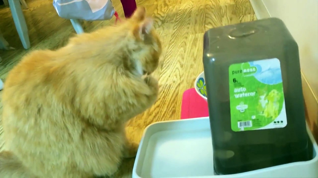 Quirky Cat Drinks Water From Paws
