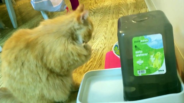 Quirky Cat Drinks Water From Paws